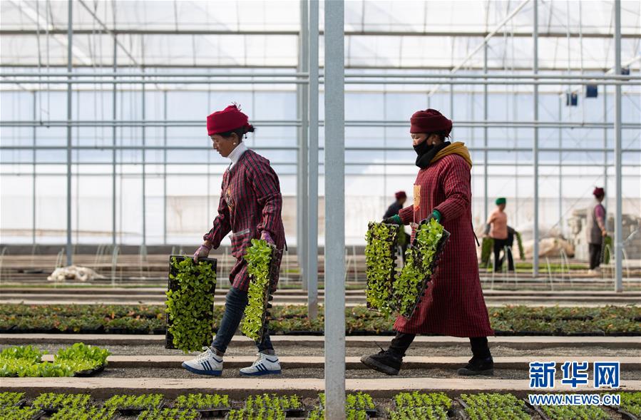 (新华全媒头条·图文互动)(9)践诺大凉山